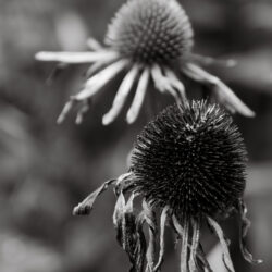 A18