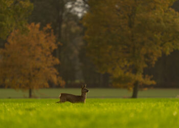Wildlife onder de kerktoren