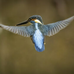 DSC1360-bewerkt-bewerkt-kopie