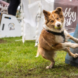 DSC_0261-Verbeterd-NR