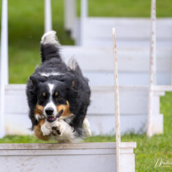 DSC_1141-Verbeterd-NR