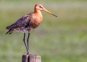 Vogels in hun omgeving