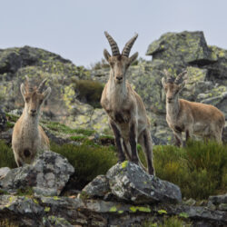 Iberian-souvereigns-kopie