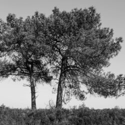 Kalmthoutse-Heide-17