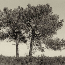 Kalmthoutse-Heide-17-bewerkt