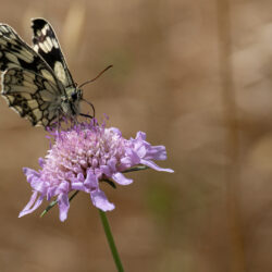 Marbled-White-