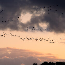 The-migrants-trail-120243