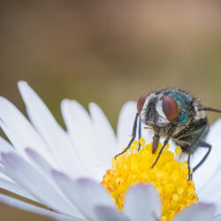 groene-vleesvlieg-op-margriet-