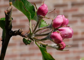 van knop tot bloesem