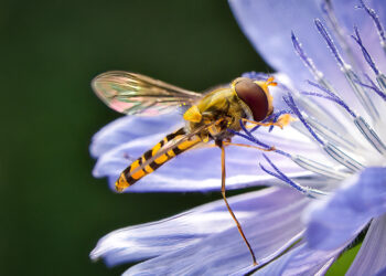 Insecten